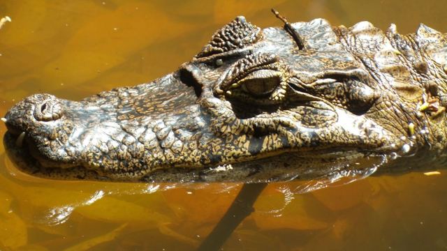 Close-up of a caiman's scaly head and eye resting at the surface of murky water.