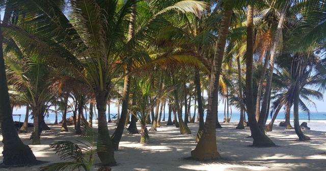 A grove of palm trees casting shade over white sand by the sea.