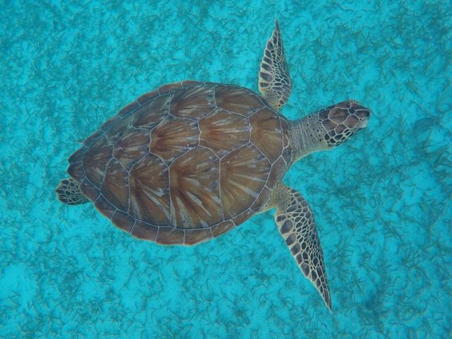 A sea turtle seen from above swimming over pale sand in bright turquoise water.