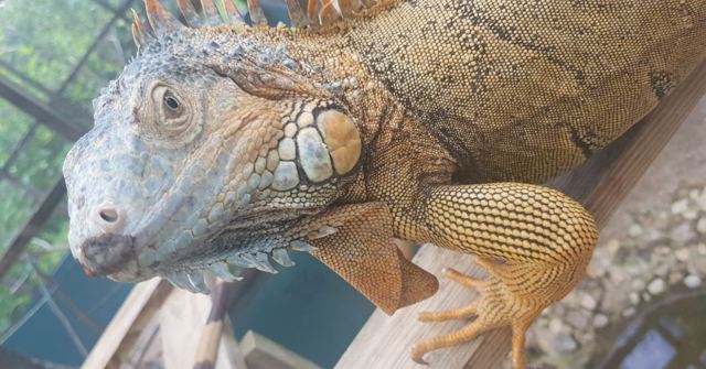 Close-up of a grey-green iguana resting with its claws over a ledge.