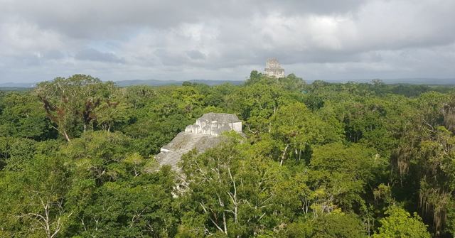 Stone Mayan temple tops rising above dense green jungle canopy under cloudy sky.