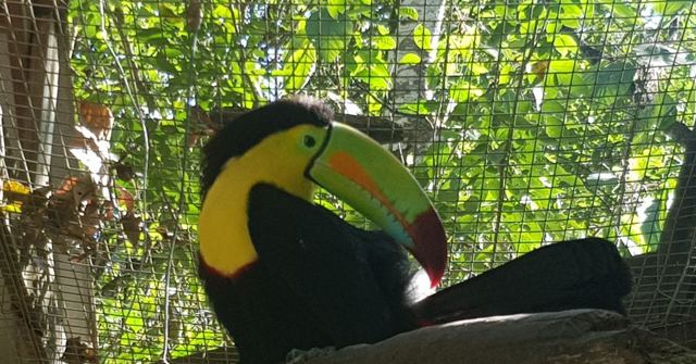 A keel-billed toucan with a multicoloured beak perched among green foliage.