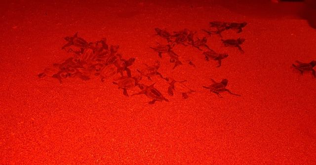 Dozens of tiny turtle hatchlings crawling across sand lit by red light.