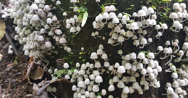 Clusters of small white mushrooms growing densely on a tree trunk.