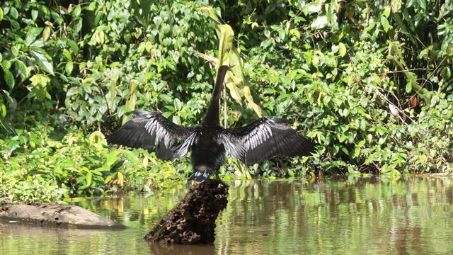 A dark water bird with outstretched wings perched on a stump in a jungle river.