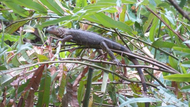 A long-tailed lizard resting on a branch among narrow green and red leaves.