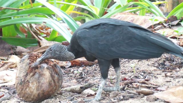 A black vulture pecking at a coconut husk on the forest floor.