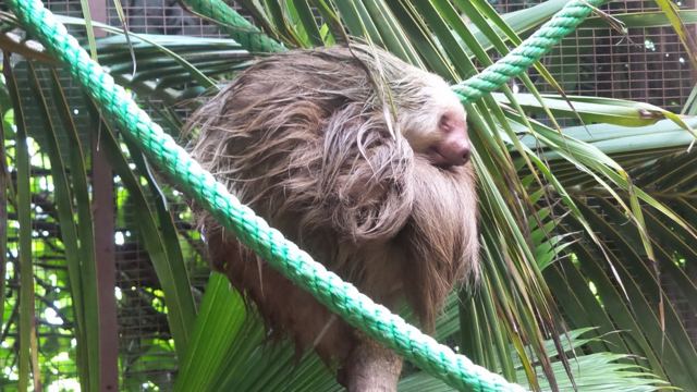 A shaggy brown sloth clinging to a green rope among palm fronds.