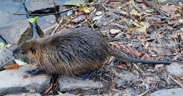 A brown coypu with long whiskers on leaf-strewn ground beside the water.