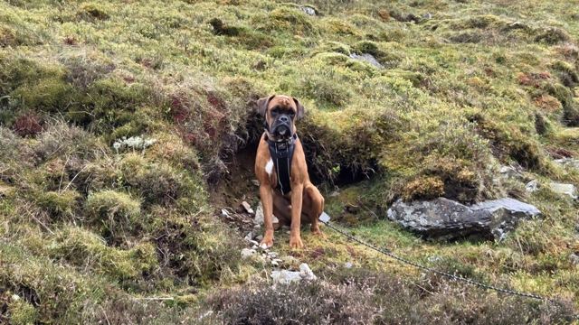 A boxer dog sitting among rough grass and heather on a hillside.
