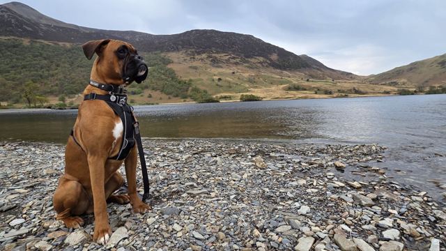 A boxer dog in a harness sitting on a pebbly lakeshore with hills behind.