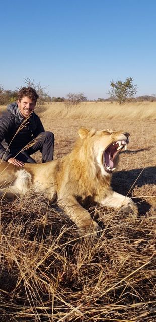 A man crouching beside a young lion that is yawning widely on dry grass.