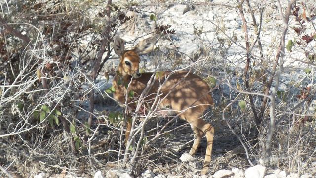 A young spotted antelope standing among bare grey shrubs.
