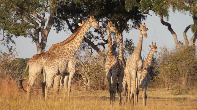 A group of giraffes standing among trees in golden light.