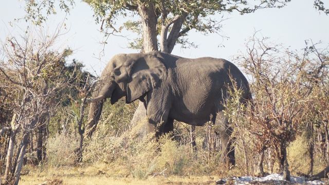 A large elephant feeding beneath a tree in dry bush.