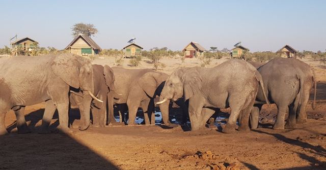 A group of elephants gathered at a waterhole in front of raised chalets.