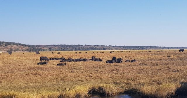 A large herd of dark animals grazing on a wide golden floodplain under a blue sky.