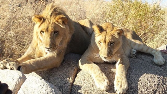 Two young lions lying side by side on a rock in dry grass.
