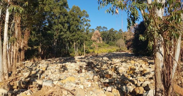 A dry rocky riverbed between tall eucalyptus trees.