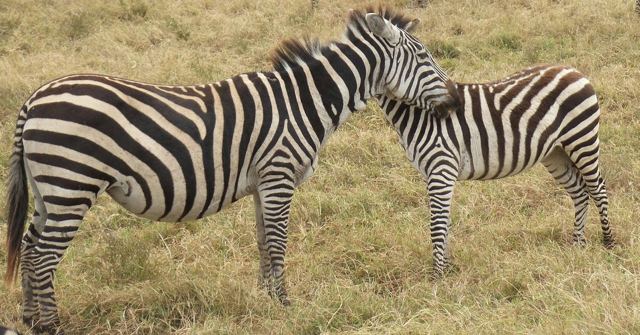 Two zebras standing close together on green grass.