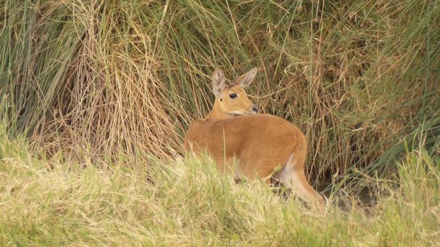 A reedbuck antelope sitting in tall green grass.