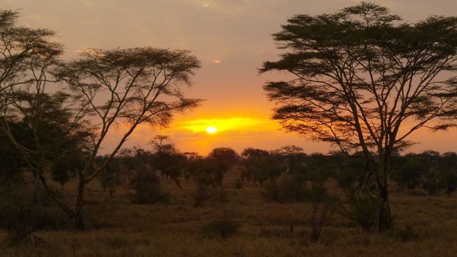 Silhouetted acacia trees against an orange sunset.