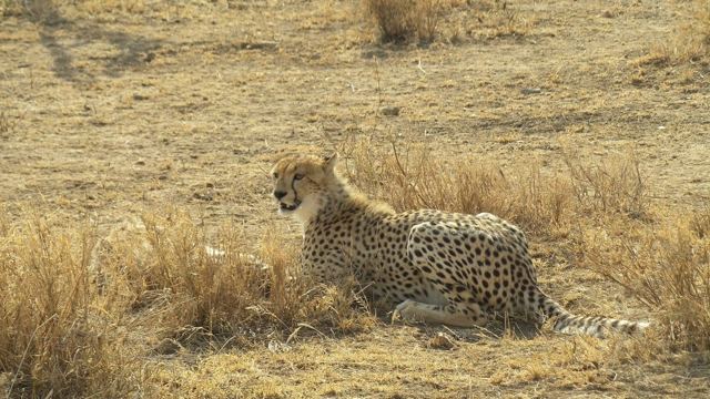 A cheetah lying in dry grass looking to one side.