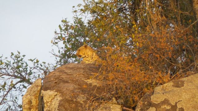 A leopard resting on a rocky outcrop partly hidden behind sunlit bushes.