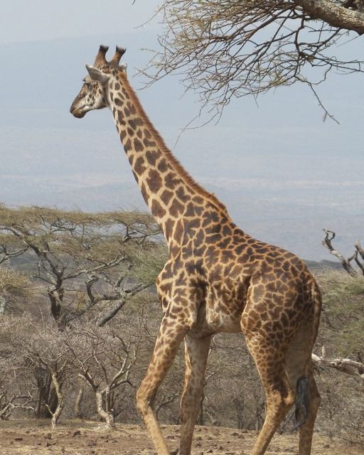 A giraffe walking among acacia trees with a wide valley behind.