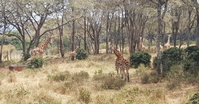 Giraffes walking among trees and bushes in open woodland.