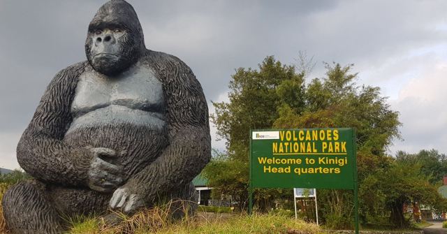 A large gorilla statue beside a Volcanoes National Park welcome sign.