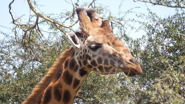 Close-up of a giraffe's head and neck among acacia branches.