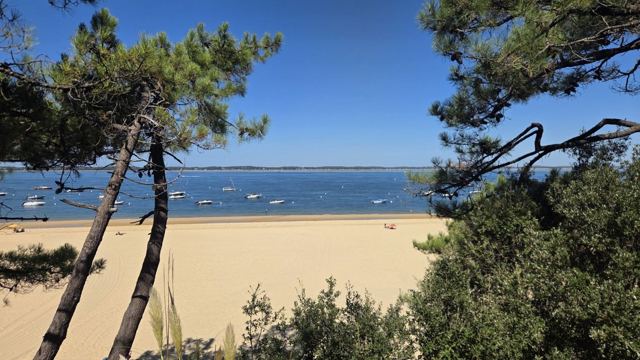 View through pine trees to a sandy beach and a bay dotted with boats.