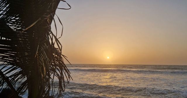 The sun setting over the ocean with palm fronds silhouetted in the foreground.