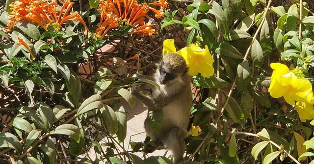 A grey-green monkey sitting among bright orange and yellow flowers and green leaves.