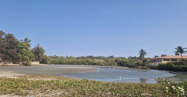 A calm lagoon with sandy edges, mangroves and palm trees under a clear blue sky.