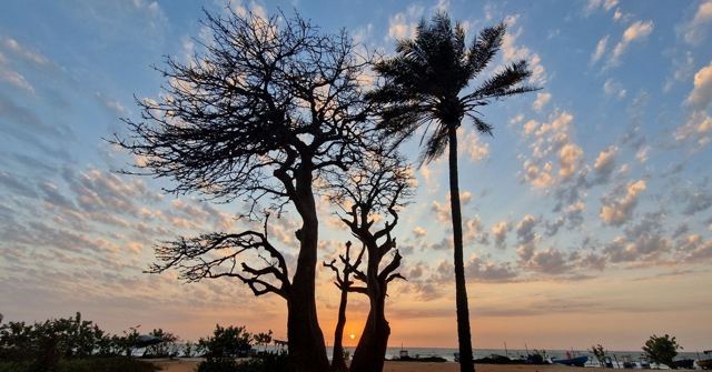 A leafless twisted tree and a palm tree silhouetted against a colourful cloudy sunset sky.