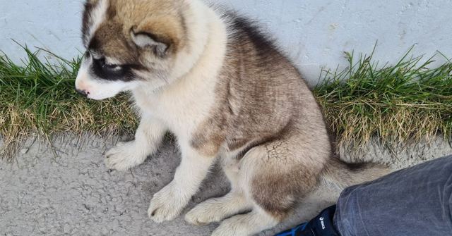 A fluffy grey and white husky puppy sitting on gravel beside tufts of grass.