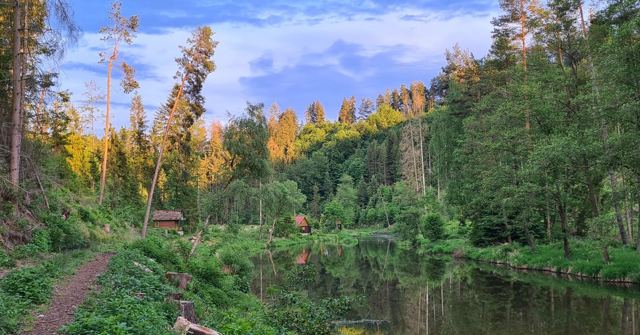 A still pond in a forest of tall trees with a path along the bank.