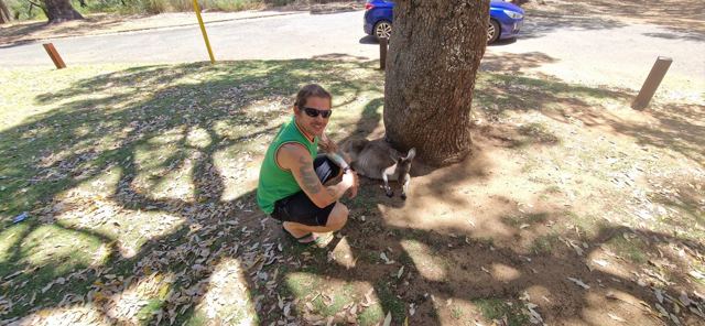 A man crouching near a kangaroo under a tree.