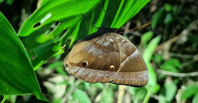 A large brown butterfly with an eyespot resting on a bright green leaf.