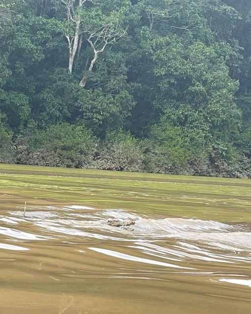 A muddy brown river with swirling ripples in the foreground and dense jungle on the opposite bank.