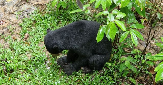 A black sun bear foraging among green plants on the forest floor.