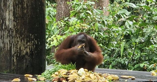 An orangutan sitting on a wooden feeding platform surrounded by bananas in the rainforest.