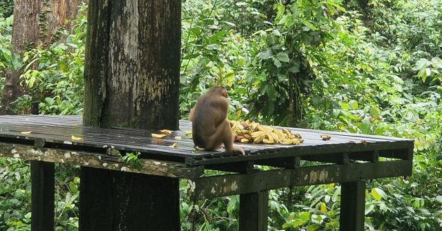 A macaque sitting on a wooden feeding platform scattered with bananas, jungle behind.