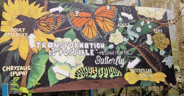 A painted sign showing a butterfly life cycle with the message Transformation is possible.