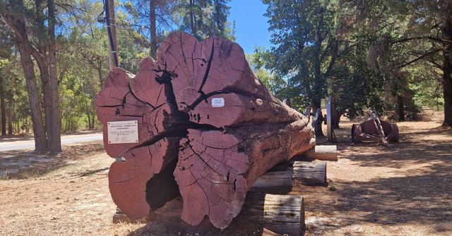 A giant cross-section of a tree trunk on display in a sunlit forest clearing.