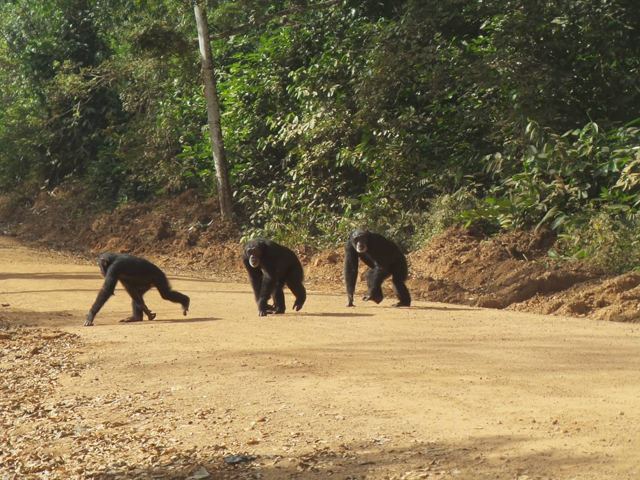 Bossou Chimp Research Institute, Guinea