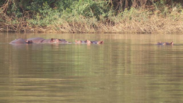 Hippo, Burkina Faso