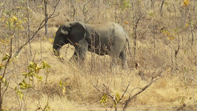 Mole National Park, Ghana